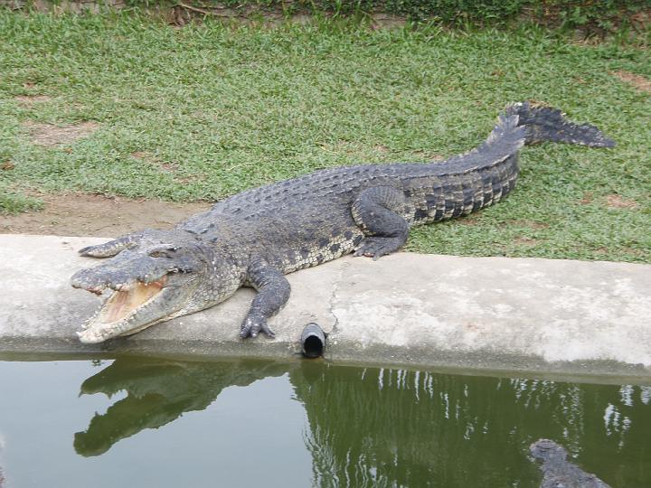 Anaconda hp 067.jpg